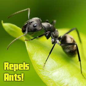 Repels Ants!