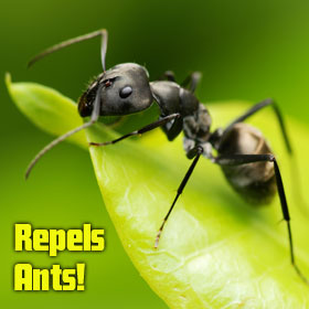Repels Ants!