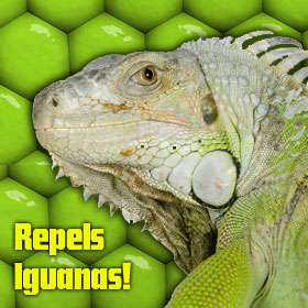 Repels Iguanas!
