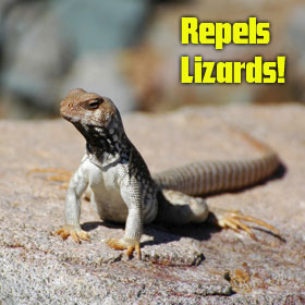 Repels Lizards!