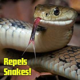 Repels Snakes!